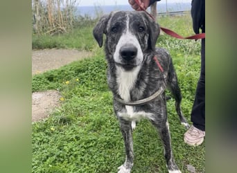 Enea - Herzenshund Enea wartet auf dich