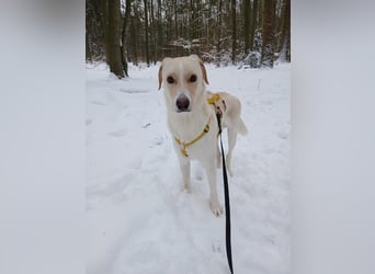 Lobo auf Pflegestelle in  31582 Nienburg/Weser sucht sein Zuhause