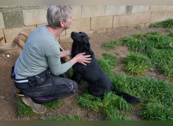 süßer Leone wartet auf seine Chance endlich ein Zuhausee zu finden