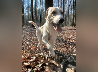 Lobo auf Pflegestelle in  31582 Nienburg/Weser sucht sein Zuhause