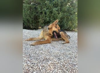 Oscar wünscht sich sein Z8uhause für Immer