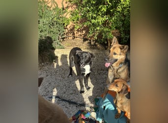 Oscar wünscht sich sein Z8uhause für Immer