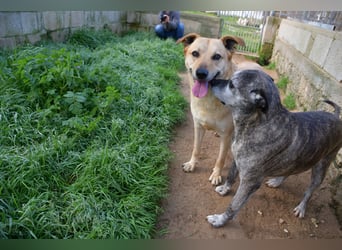 liebe Tigrata sucht ihr Zuhause für immer