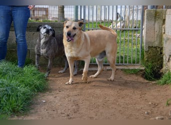 liebe Tigrata sucht ihr Zuhause für immer