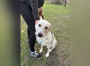 Lobo auf Pflegestelle in  31582 Nienburg/Weser sucht sein Zuhause