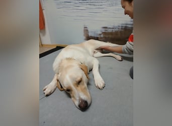 Lobo auf Pflegestelle in  31582 Nienburg/Weser sucht sein Zuhause