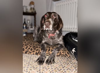 Marilyn auf Pflegestelle in 85244 Arzbach sucht ein Zuhause