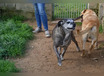 liebe Tigrata sucht ihr Zuhause für immer