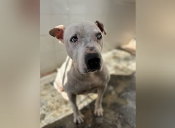 liebenswerter Ettore sucht sein Zuhause in der Schweiz