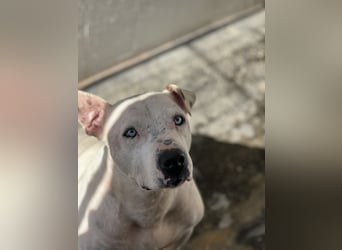 liebenswerter Ettore sucht sein Zuhause in der Schweiz