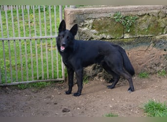 süßer Leone wartet auf seine Chance endlich ein Zuhausee zu finden
