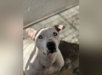 liebenswerter Ettore sucht sein Zuhause in der Schweiz