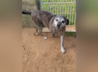 liebe Tigrata sucht ihr Zuhause für immer