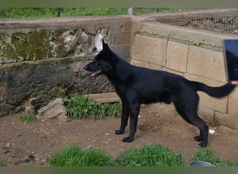 süßer Leone wartet auf seine Chance endlich ein Zuhausee zu finden