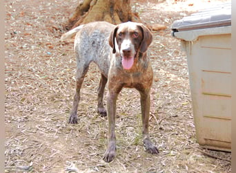 Marilyn auf Pflegestelle in 85244 Arzbach sucht ein Zuhause