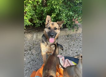 Oscar wünscht sich sein Z8uhause für Immer