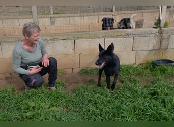 süßer Leone wartet auf seine Chance endlich ein Zuhausee zu finden