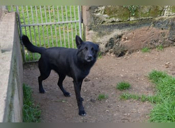 süßer Leone wartet auf seine Chance endlich ein Zuhausee zu finden