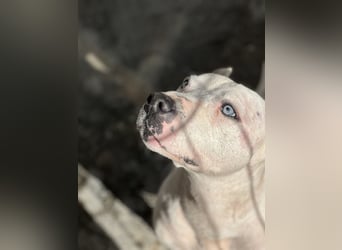 liebenswerter Ettore sucht sein Zuhause in der Schweiz