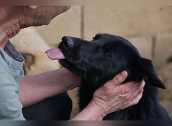 süßer Leone wartet auf seine Chance endlich ein Zuhausee zu finden