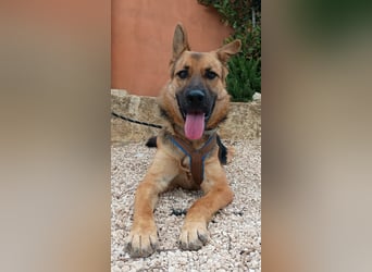 Oscar wünscht sich sein Z8uhause für Immer