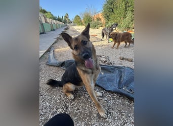 Oscar wünscht sich sein Z8uhause für Immer