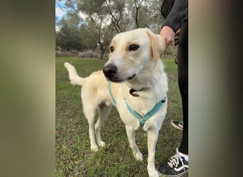 Lobo auf Pflegestelle in  31582 Nienburg/Weser sucht sein Zuhause