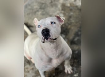 liebenswerter Ettore sucht sein Zuhause in der Schweiz