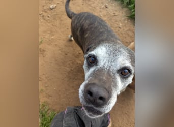 liebe Tigrata sucht ihr Zuhause für immer