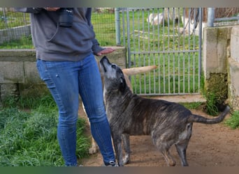 liebe Tigrata sucht ihr Zuhause für immer