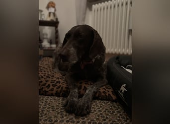 Marilyn auf Pflegestelle in 85244 Arzbach sucht ein Zuhause