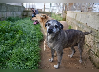 liebe Tigrata sucht ihr Zuhause für immer