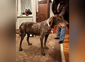 Marilyn auf Pflegestelle in 85244 Arzbach sucht ein Zuhause