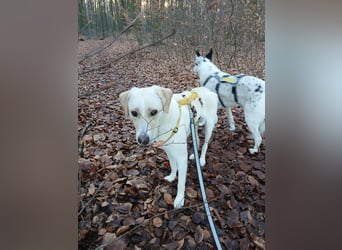 Lobo auf Pflegestelle in  31582 Nienburg/Weser sucht sein Zuhause