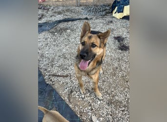 Oscar wünscht sich sein Z8uhause für Immer