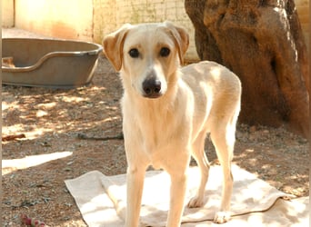 Lobo auf Pflegestelle in  31582 Nienburg/Weser sucht sein Zuhause