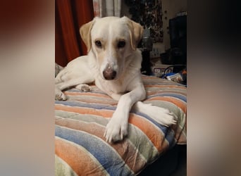 Lobo auf Pflegestelle in  31582 Nienburg/Weser sucht sein Zuhause