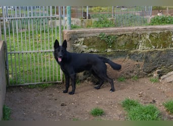 süßer Leone wartet auf seine Chance endlich ein Zuhausee zu finden