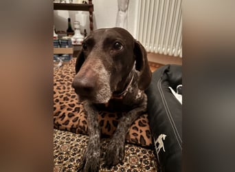 Marilyn auf Pflegestelle in 85244 Arzbach sucht ein Zuhause