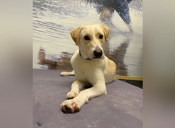 Lobo auf Pflegestelle in  31582 Nienburg/Weser sucht sein Zuhause