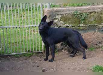 süßer Leone wartet auf seine Chance endlich ein Zuhausee zu finden