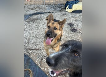 Oscar wünscht sich sein Z8uhause für Immer