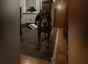 Marilyn auf Pflegestelle in 85244 Arzbach sucht ein Zuhause