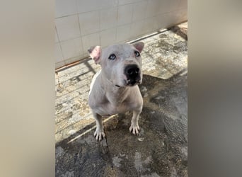 liebenswerter Ettore sucht sein Zuhause in der Schweiz