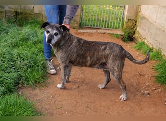 liebe Tigrata sucht ihr Zuhause für immer