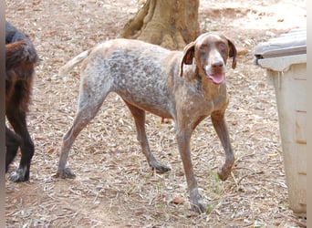Marilyn auf Pflegestelle in 85244 Arzbach sucht ein Zuhause