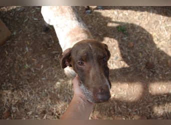 Marilyn auf Pflegestelle in 85244 Arzbach sucht ein Zuhause