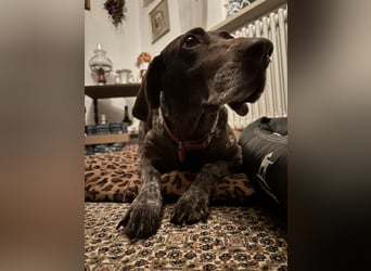 Marilyn auf Pflegestelle in 85244 Arzbach sucht ein Zuhause