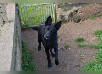 süßer Leone wartet auf seine Chance endlich ein Zuhausee zu finden