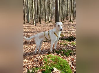 Lobo auf Pflegestelle in  31582 Nienburg/Weser sucht sein Zuhause